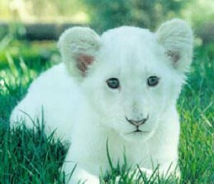 Résultat de recherche d'images pour 'lion blanc'